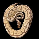 Black Pastel Mojave Spider Trick Sub Male Ball Python