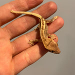 Quad Stripe Lilly White Het Empty Back 50% Het Axanthic Juvenile Crested Gecko