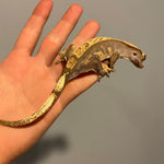 Soft Scale Extreme Harlequin Sub Adult Female Crested Gecko