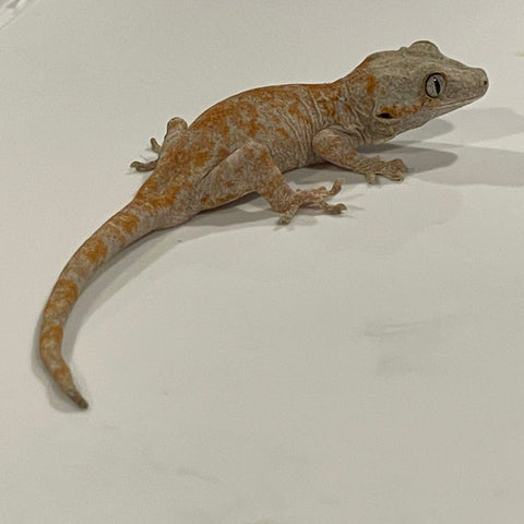 Super Orange Blotch Juvenile Gargoyle Gecko