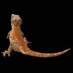 Extreme Super Orange Blotch Sub Adult Male Gargoyle Gecko