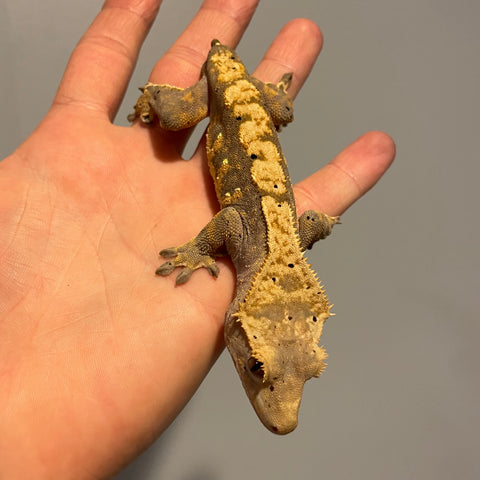 Extreme Harlequin 50% Het Axanthic Sub Adult Male Crested Gecko