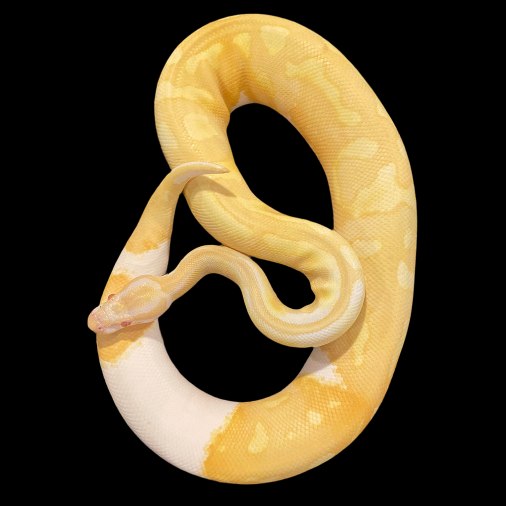 RTB Male Albino Pied 50% Het Clown Ball Python – Will Katcher Reptiles