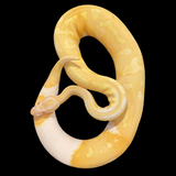 RTB Male Albino Pied 50% Het Clown Ball Python