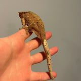 Red Base Patternless Dalmatian Sub Adult Female Crested Gecko