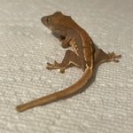Lilly White 50% Het Axanthic Juvenile Baby Crested Gecko