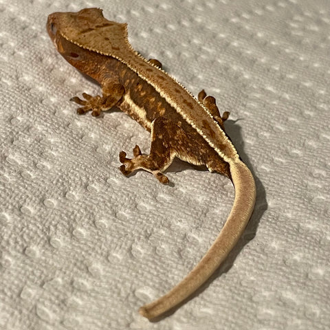 Quad Stripe Lilly White 50% Het Axanthic Juvenile Crested Gecko