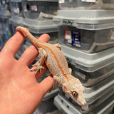 Orange Stripe Sub Adult Female Gargoyle Gecko