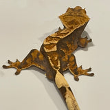 Tri Color Extreme Harlequin Dark Base Sub Adult Male Crested Gecko