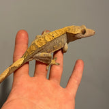 Extreme Harlequin Cold Fusion Line Sub Adult Female Crested Gecko