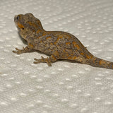 Super Orange Blotch Juvenile Gargoyle Gecko
