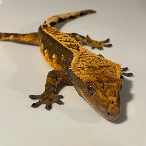 Soft Scale Extreme Harlequin Sub Adult Male Crested Gecko