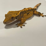 Super Soft Scale Extreme Harlequin Juvenile Male Crested Gecko