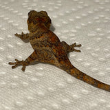 Orange/Red Blotch Mosaic Banded Baby Gargoyle Gecko