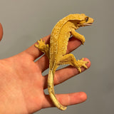 Yellow/Orange High Coverage Extreme Harlequin Sub Adult Female Crested Gecko