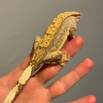 Extreme Harlequin 50% Het Axanthic Sub Adult Female Crested Gecko