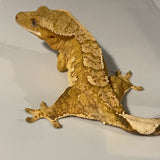 Yellow Base Extreme Harlequin Juvenile Female Crested Gecko