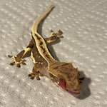 Ultra High End Dark Base Extreme Harlequin Lilly White 50% Het Axanthic Juvenile Crested Gecko